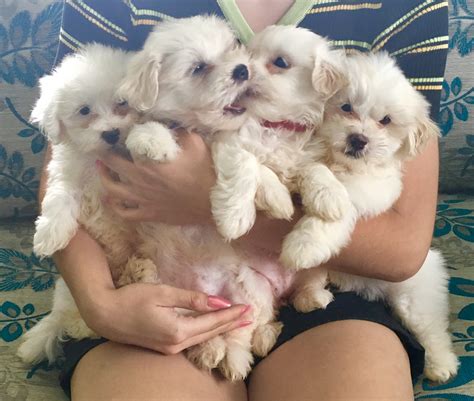 maltese breeders